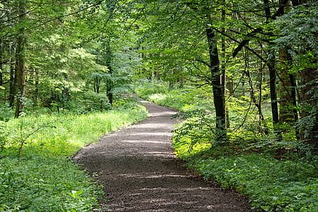 away, forest path, nature, trees, bushes, forest, hiking
