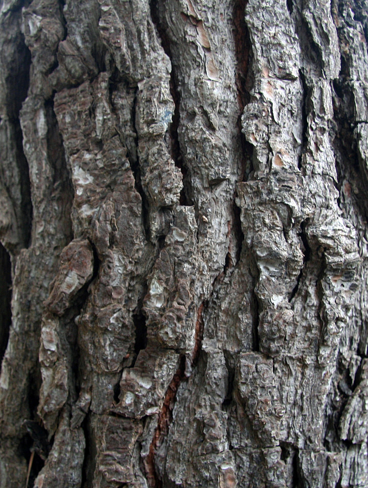 bark, Pine, konsistens, trunk