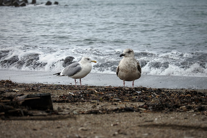 animale, mare, plajă, val, sea gull, Pescăruşul, păsări marine