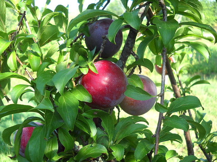 plums, fruit, leaf, summer, ripening