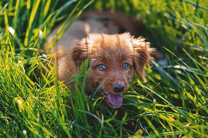 愛らしい, 動物, 犬, かわいい, 犬, 草, 芝生