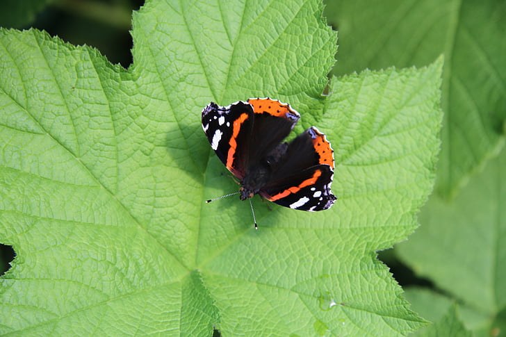 butterfly leaf, perhonen rosenhallon lehdet, perhonen