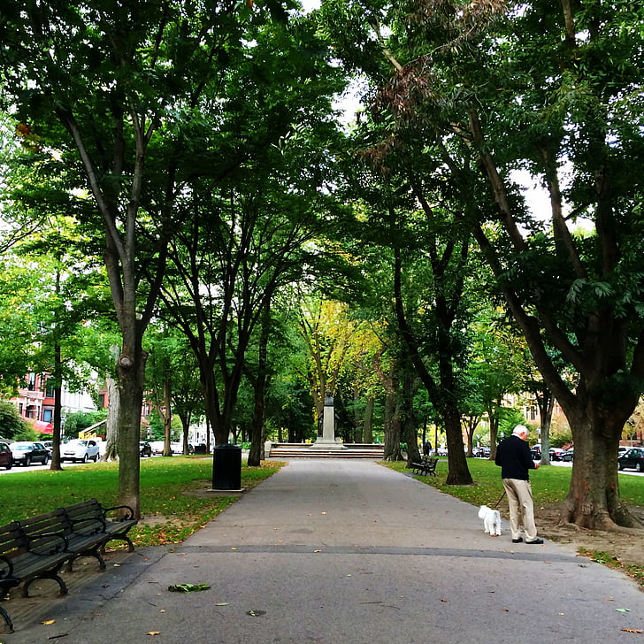 cây, con đường, công viên, người đàn ông với con chó, cây, Street, công viên – người đàn ông thực hiện space