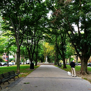 дерева, шлях, парк, людина з собакою, дерево, Вулиця, парк - людина зробив простір
