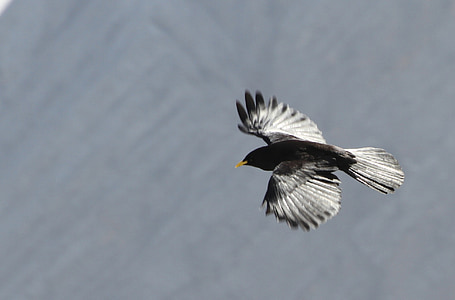 alpine chough, crow, bird, flying, nature, wild, wildlife