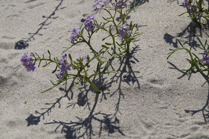 sand, stranden, vegetasjon, Flora, blomst, liten, ensom
