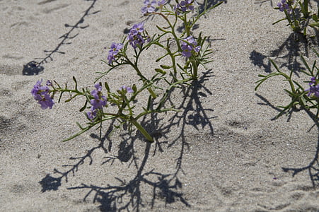 모래, 비치, 식물, 플로 라, 꽃, 작은, 외로운