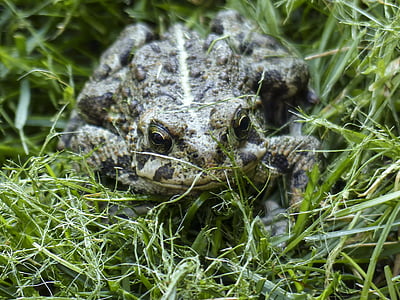 toad, amphibian, animal, fat, thick, close-up, nature