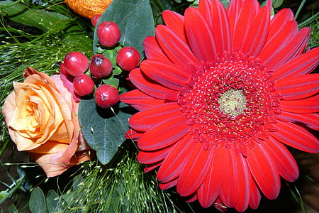 flores, Gerbera, color de rosa, hierba de San Juan, Hypericum