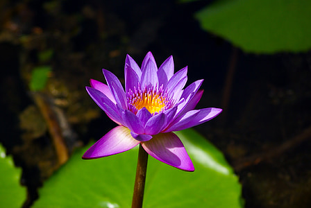 Lily, kvet, ružová, rybník, Seychely, Botanická záhrada