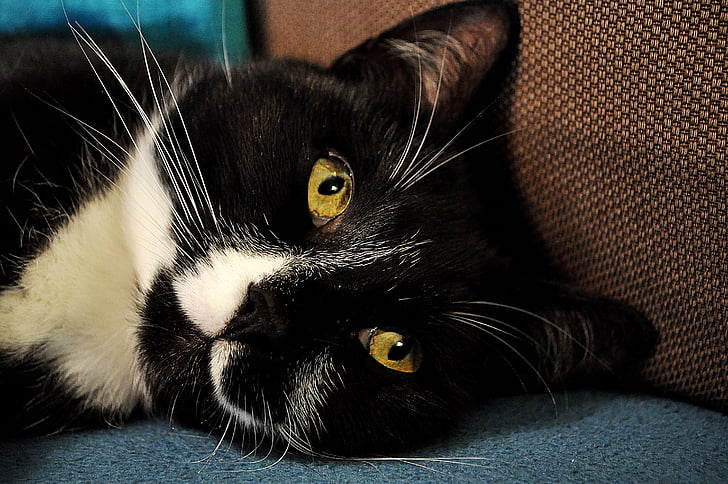 gato, preto, Branco, animal, animal de estimação, bonito, olhos