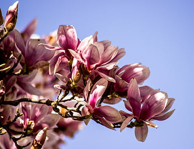 magnolija, gėlė, žiedų, žydėti, pavasarį, rožinė, balta