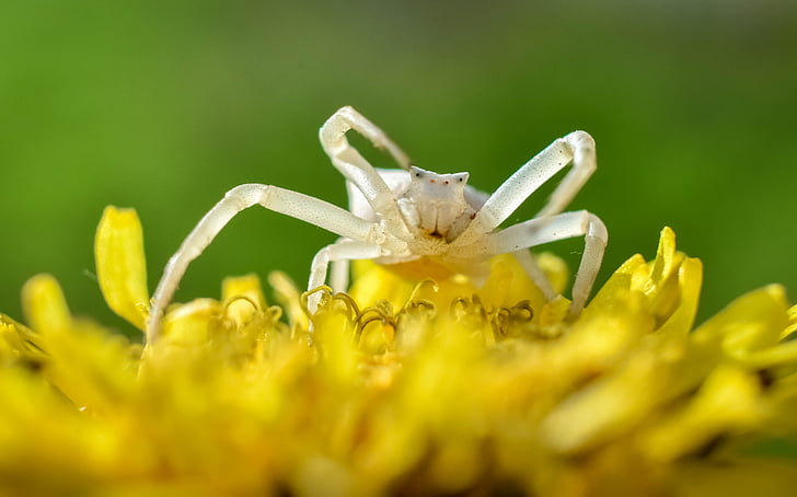 αράχνη, έντομο, μακροεντολή, φύση, σε εξωτερικούς χώρους, κίνδυνος, πράσινο