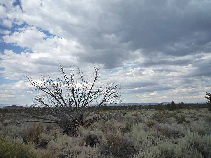 sagebrush, desert, dead tree, juniper, lava beds, sky, clouds