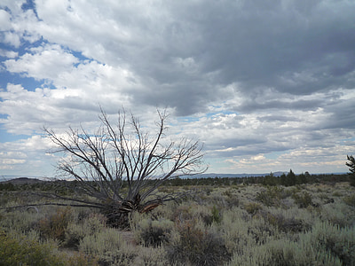 Sagebrush, deserto, albero morto, ginepro, letti di lava, cielo, nuvole