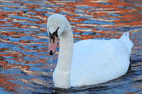 Cisne branco, água, ave aquática, mundo animal, cisne na água, elegante, humor de outono