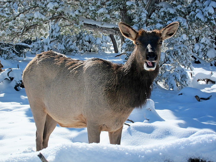 Elk, divje, gozd, živali, prosto živeče živali, narave, Grand canyon