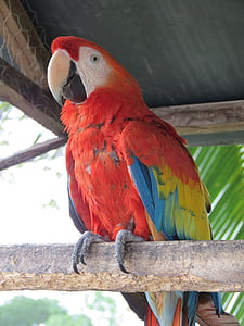 macaw, ave, animal, tropical bird, exotic bird, red, nature