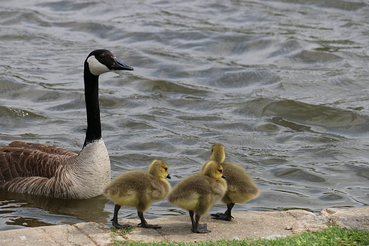 Bebek, Ducklings, bayi hewan, musim semi hewan, Bebek di kolam, alam