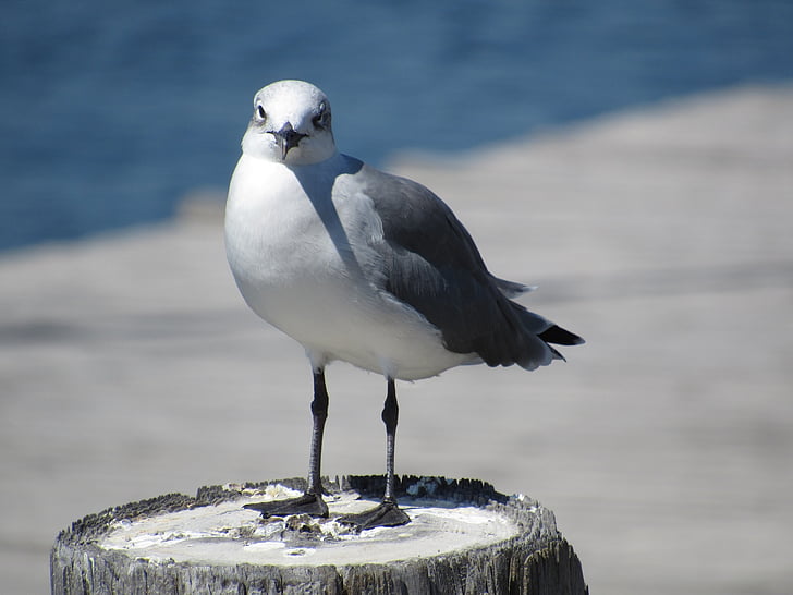 Sea gull, pták, příspěvek, stojící, Racek, volně žijící zvířata, Příroda