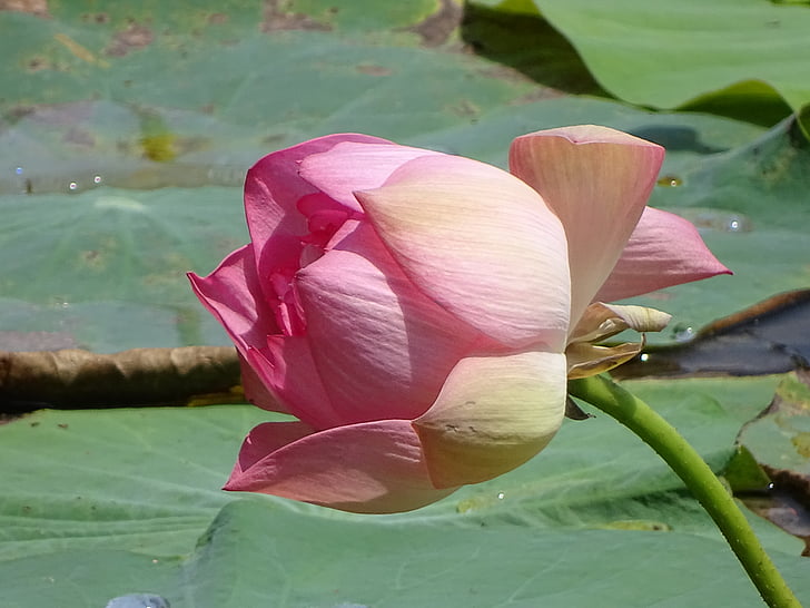 Lotus, természetes, Rózsa, virág, természet, víz, tó