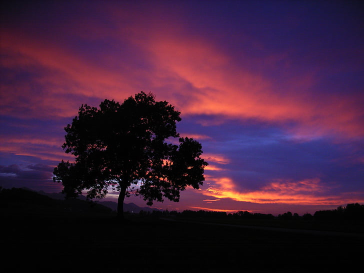 tramonto, albero, cielo, nuvole, stato d'animo, crepuscolo, sagoma