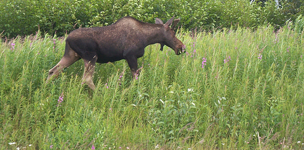 moose, baby moose, browse, grass, animal, cute, wild