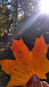 jeseni, listje, rumena, čar, Jesenske barve, sonce