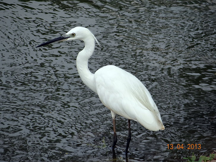 малка бяла чапла, птица, sadhankeri, dharwad, Карнатака, Индия, езеро
