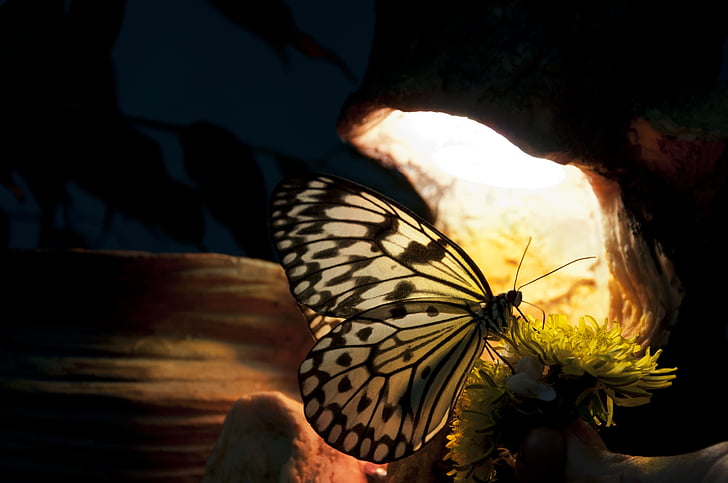 пеперуда, жълто, тропически, голям, игра на светлината, едно животно, животните теми