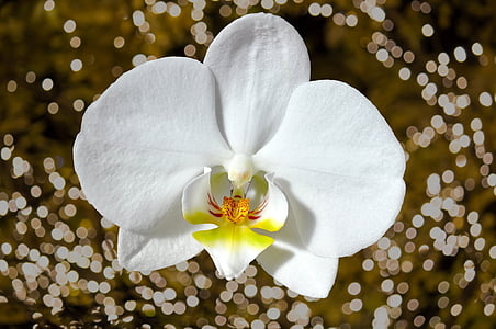 Orquídea, flor, flor, floración, planta, Blanco, cerrar