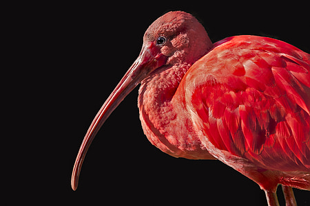 flamingo, bird, waterfowl, pink bird, pink, animal, feathers