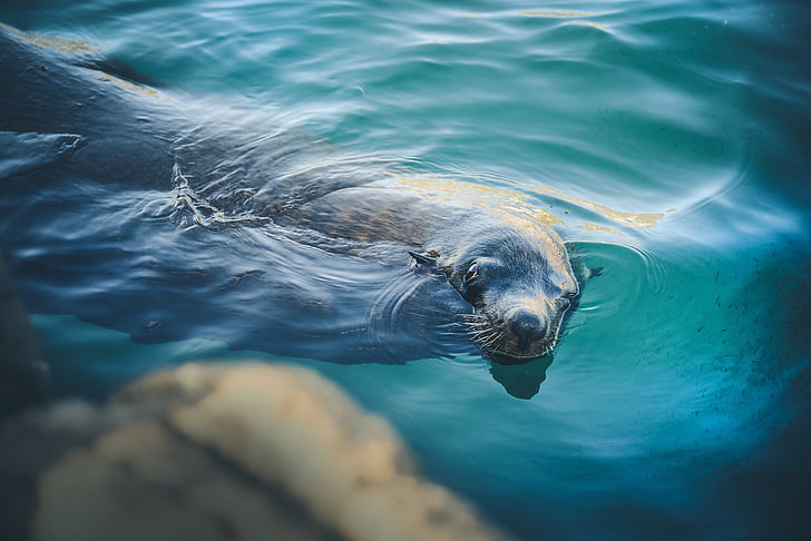seal, swimming, clear, water, animals, swim, ripples