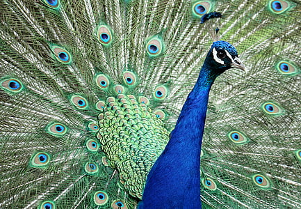 peacock, animal, bird, feather, vanity, iridescent, nature