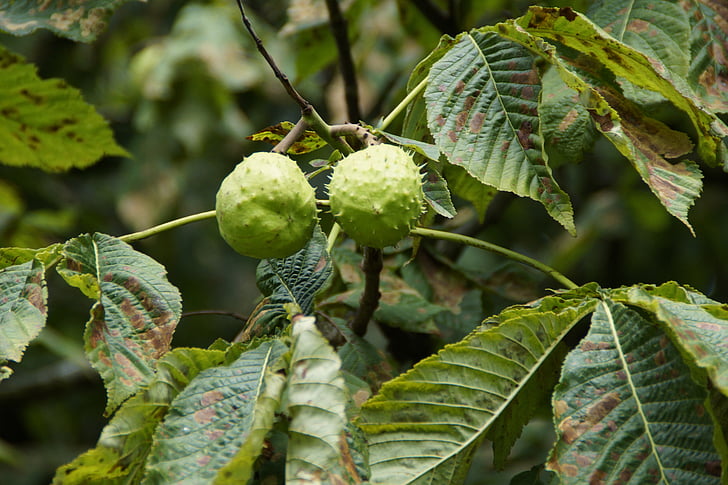 Chestnut, Chestnut tree, sommer, træ, frugt, Buckeye, kastanjeblade
