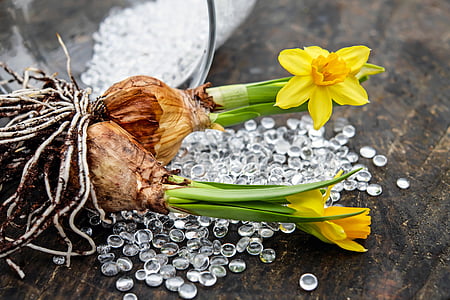 daffodils, flowers, blossom, bloom, yellow, osterglocken, yellow daffodils