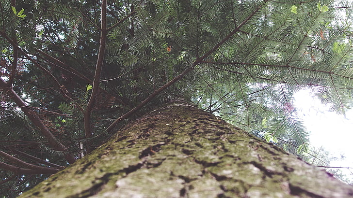 corteccia, foresta, fotografia di angolo basso, natura, albero, tempo libero, giorno