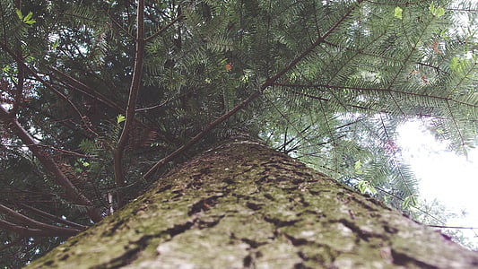 나무 껍질, 숲, 낮은 각도 사진, 자연, 트리, 야외에서, 하루