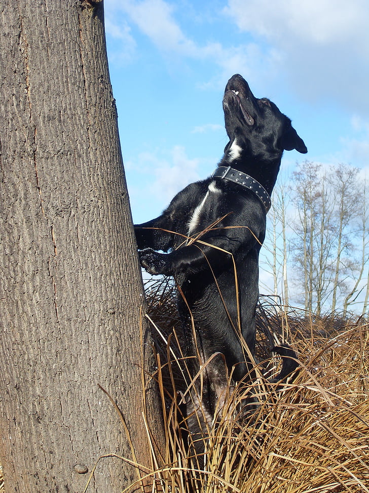šuo, lauke, Labradoras, medis, Medžioklė