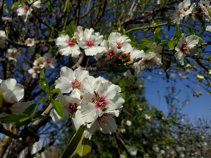 flowers, nature, plants, almond, almond tree