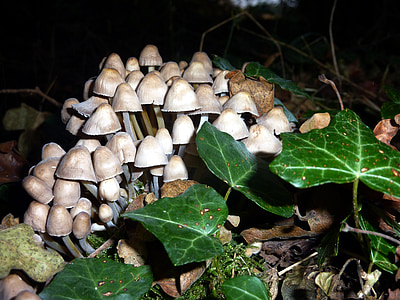 mushrooms, nature, forest, wood, fall, leaves, strain