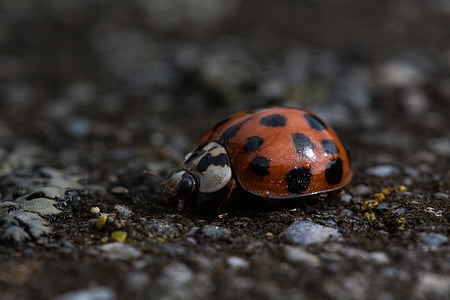 ladybug, coccinellidae, domed, airworthy, beetle, elytron, red