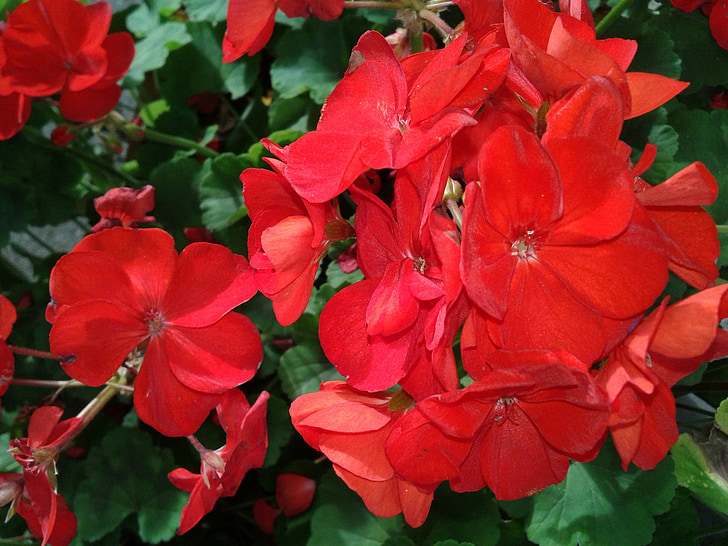 Begonia, Begonias, flor, flor roja, rojo, planta, jardín