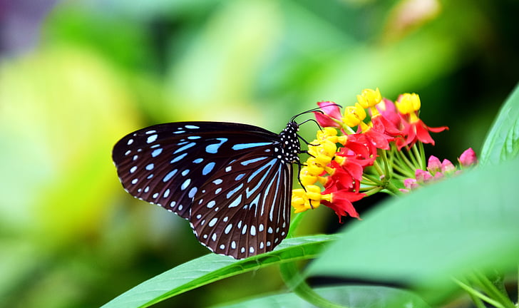 Modrý Tygr, Ivana hamata, motýl, barevné, hmyz, křídlo, zvíře
