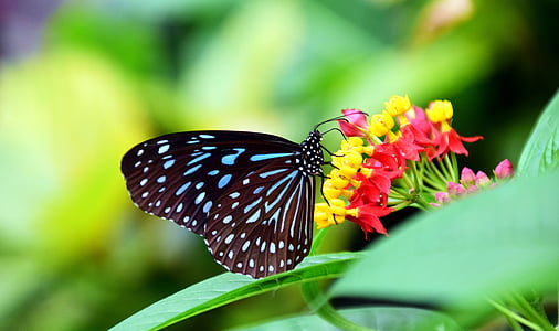 Tigre azul, Tirumala hamata, mariposa, colorido, insectos, ala, animal