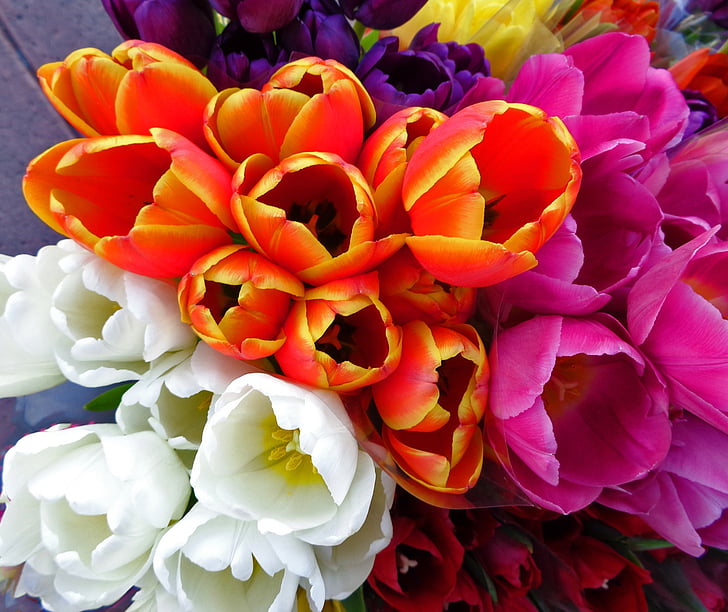 Tulip, musim semi, bunga, bunga, bunga musim semi, Orange, putih