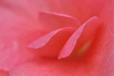 τριαντάφυλλο, πέταλο, ροζ, πετάλων του ένα τριαντάφυλλο, λουλούδι, μακροεντολή, φύση