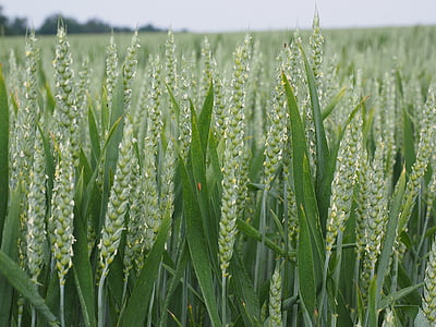trigo, espiga de trigo, campo de trigo, campo de milho, pico, cereais, Verão