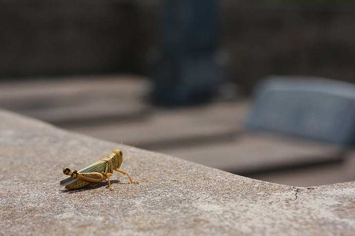 kobilica, bug, insektov