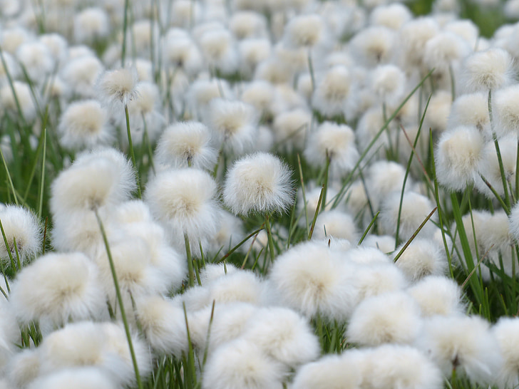 cottongrass Scheuchzers, Eriophorum scheuchzeri, efecto invernadero amargas de la hierba, Cyperaceae, cottongrass alpino, cottongrass, Eriophorum